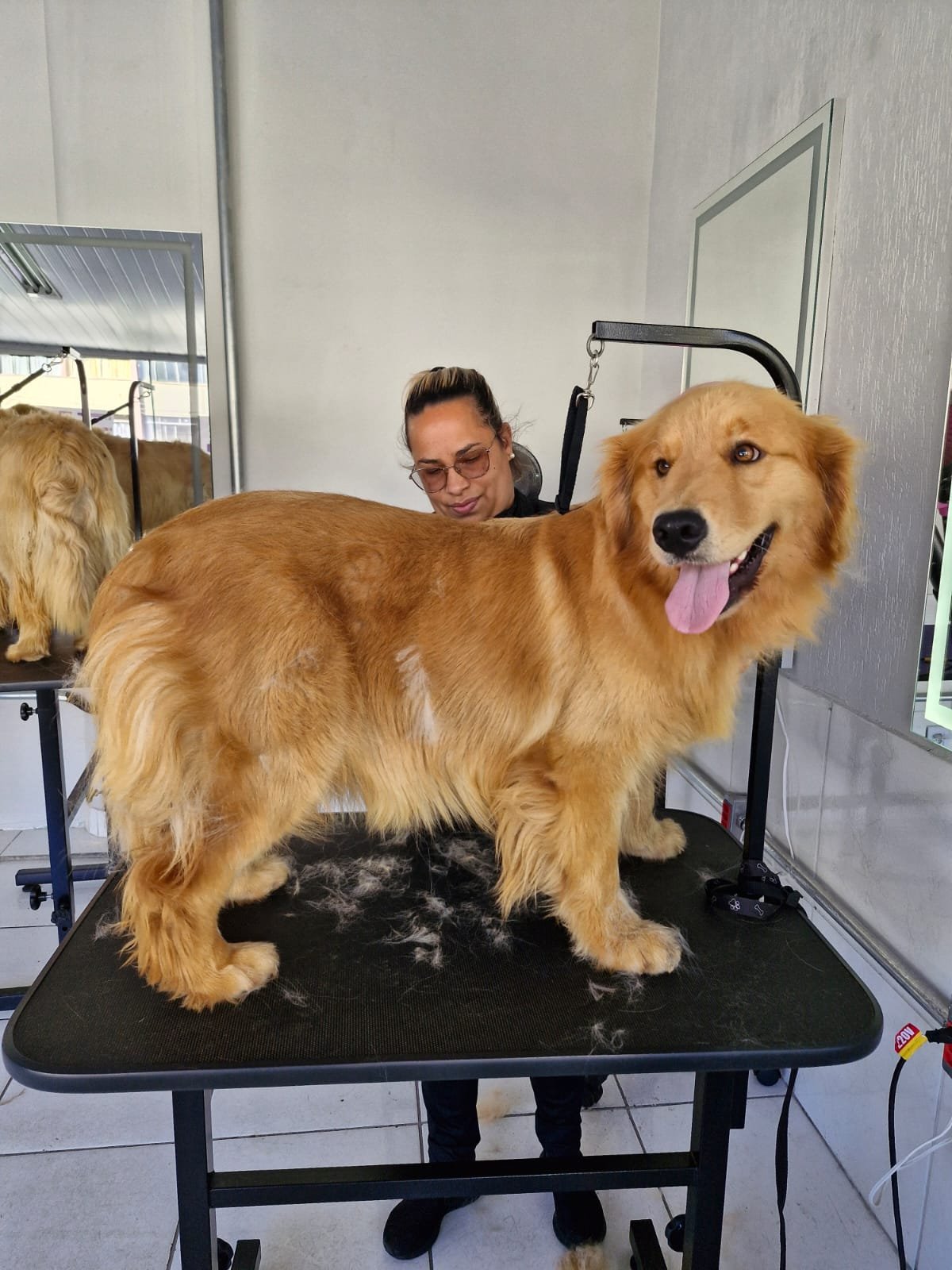 Formação Tosador Groomer — aula prática na Elevare
