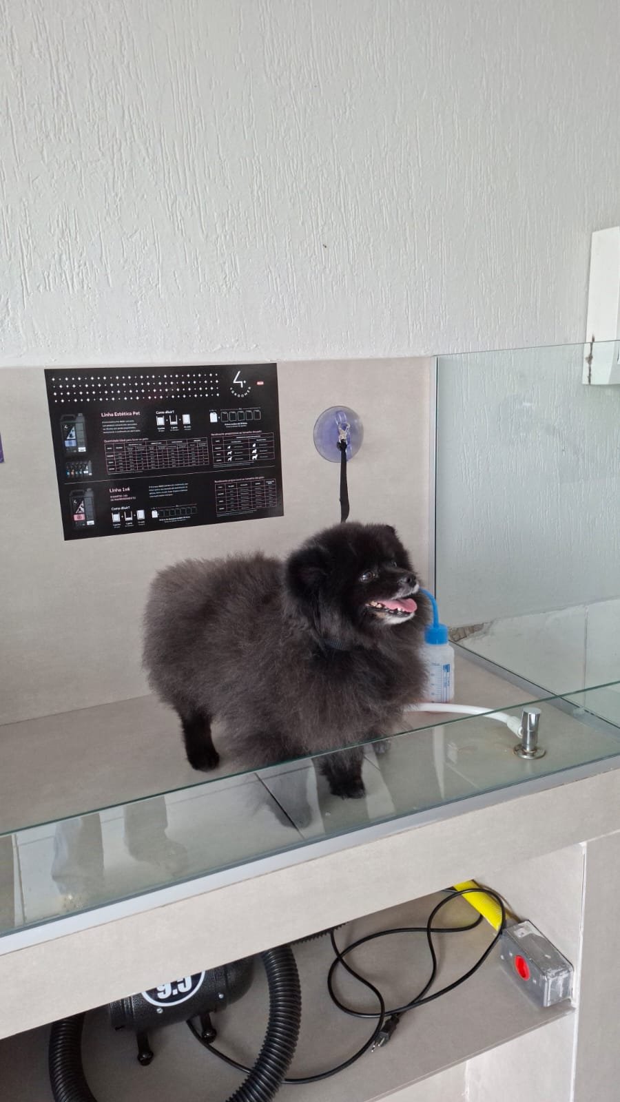 Prática com pet modelo