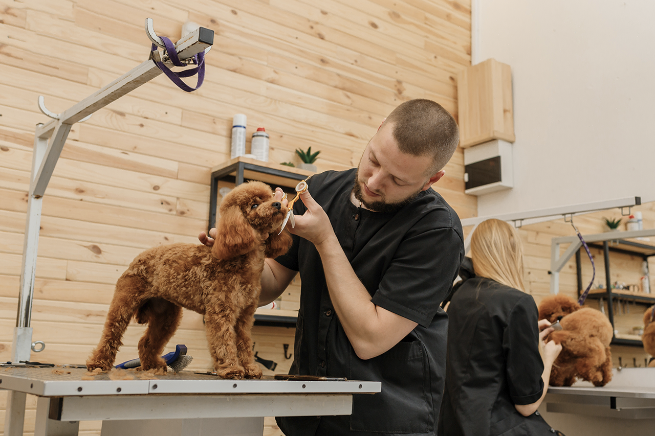 interno groomer interno groomer